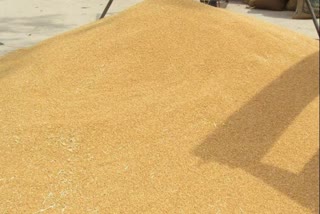 Haryana stops wheat procurement