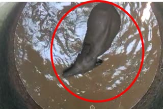 baby elephant fell down in well in giridih