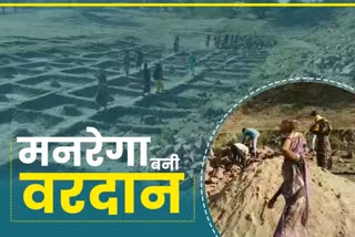 MNREGA in Dungarpur, डूंगरपुर न्यूज