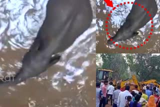 baby elephant fell down in well