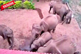 15 wild elephants invaded actor Sathyaraj sisters house, நடிகர் சத்யராஜ் சகோதரி வீட்டிற்கு படையெடுத்த காட்டுயானைகள், கோயம்புத்தூர் யானை செய்திகள், Sathyaraj sisters house near Coimbatore, கோவை செய்திகள்