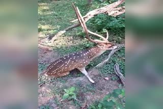 dog-attacks-deer-in-haliyala-at-karwara