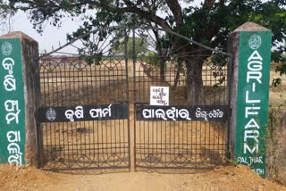 govt employee misbehave agriculture farmhouse of paljhar in boudh