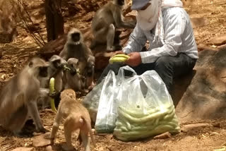 गोपाल बंजारा कर रहे बेजुबान जानवरो की सेवा, Gopal Banjara feeding animals in ajmer