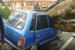 tree-fall-in-to-a-car-in-kaziranga