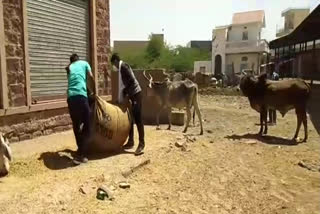 राजस्थान कोरोना केस, Fodder for animals in jaisalmer