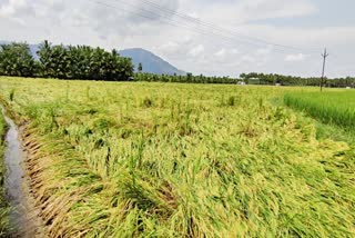 ஸ்ரீவில்லிபுத்தூரில் கனமழை