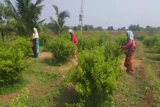 covid effects on hoovinahadagali farmers who grew Jasmin