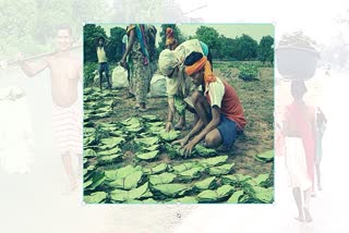 villagers-are-happy-over-start-of-tendu-leaf-collection-in-dantewada