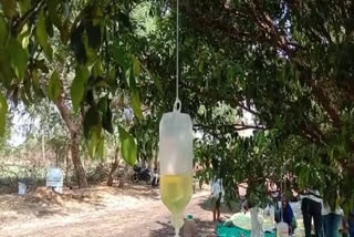 saline-bottles-are-being-hung-on-trees-for-the-treatment-of-patients-in-agar-malwa