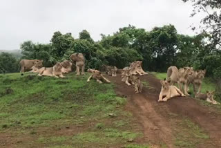 Gujarat : Veterinarians welcome decision to close zoos and sanctuaries