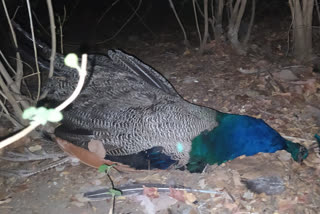 Peacock and animal deaths in suspicious condition