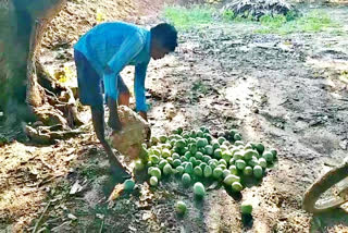 mango farmer