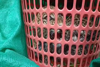 leopard rescued from Sendhwa