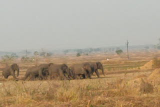 ହାତୀ ଆକ୍ରମଣରେ ଚାଲିଗଲା ଜୀବନ