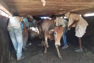 Dag news, Cattle smuggling