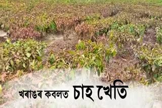 poor-condition-of-tea-cultivation