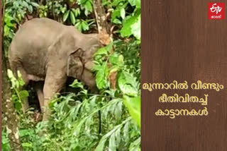 wild-elephant-destroys-shops-in-munnar-town-idukky  idukky  മൂന്നാറിൽ വീണ്ടും ഭീതിവിതച്ച് കാട്ടാനകൾ  ഇടുക്കി