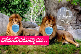 8-lions-recovered-from-corona-in-nehru-zoo-park-in-hyderabad