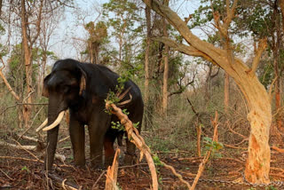 Elephant held for killing a forester ordered to be released