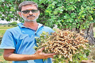 The farmer is creating wonders in peanut cultivation