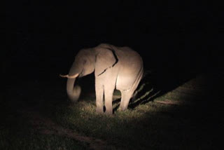 Elephant come back to Kundel Bhata