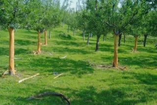 کپواڑہ: جنگلی جانوروں نے سیب کے باغات کو نقصان پہنچایا