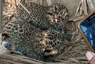 amroha leopard viral video