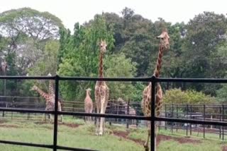 covid effects on mysore zoo
