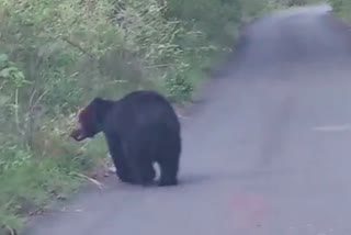 Bear running on the road