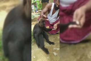 വീട്ടിലെത്തിയ കരികുരങ്ങ്  black monkey nilambur  ആനമറ  കരിങ്കുരങ്ങ്  black monkey in nilambur  black monkey  monkeys in kerala  domesticated monkey  domesticated animals  wild life