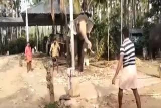 Have you seen an elephant playing cricket?