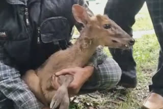 People rescued the wild goat and handed it over to the forest department officials