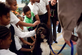 Obama dog Bo, once a White House celebrity, dies from cancer