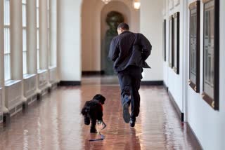 Obama dog Bo dies from cancer
