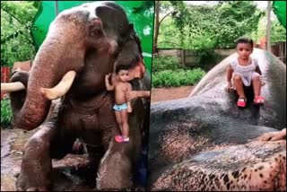 Viral video of girl child's fun with elephant