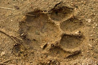 Tiger foot prints found