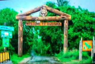 dudhwa tiger reserve lakhimpur kheri