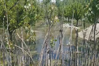 farmers suffer about water accumulation in orchards in baharbad