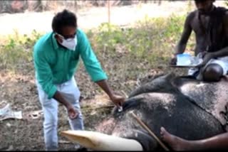 elephant got cataract in kollam kerala