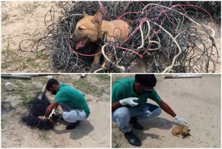 എമർജൻസി റെസ്ക്യൂ ഫോഴ്സ്  Emergency Rescue Force  നായ കുഞ്ഞ്  dog  Puppy വലയിലകപ്പെട്ട നായ കുഞ്ഞിന് രക്ഷകരായി എമർജൻസി റെസ്ക്യൂ ഫോഴ്സ്