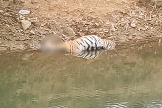 Tiger killed in road accident!