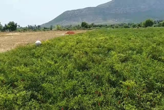 green chilli farmers problems in nellore district