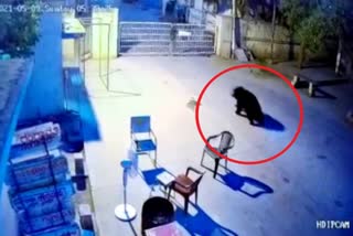 bear-attack-on-peoples-in-gangavathi