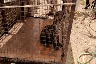 Leopard falls in the well