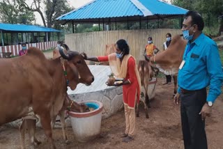 mothers-day-celebrated-with-cow-in-dantewada