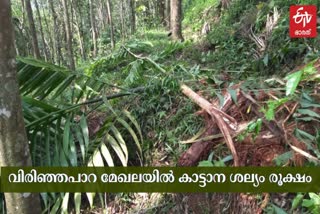 മങ്കടയിൽ കാട്ടാന ശല്യം രൂക്ഷം  വിരിഞ്ഞപാറയിലെ കാട്ടാന ശല്യം  കാട്ടാന ശല്യം രൂക്ഷമാകുന്നു  വിരിഞ്ഞപാറയിൽ കാട്ടാനശല്യം  കാട്ടാന ആക്രമണത്തിൽ വൻ കൃഷിനാശം  wild elephant attack  wild elephant attack maganda  manganda wild elephant attack news  manganda wild elephant attack  wild elephant destroyed fields