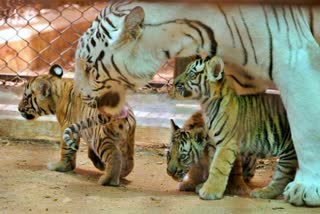 Ranthambore Tiger Park,  Ranthambore latest news