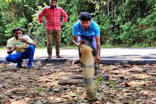 Locals rescued King Cobra in Sakaleshpur