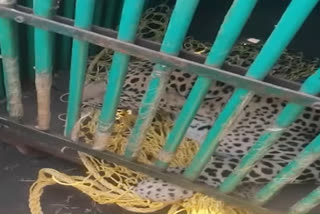 leopard caught in jhajjar